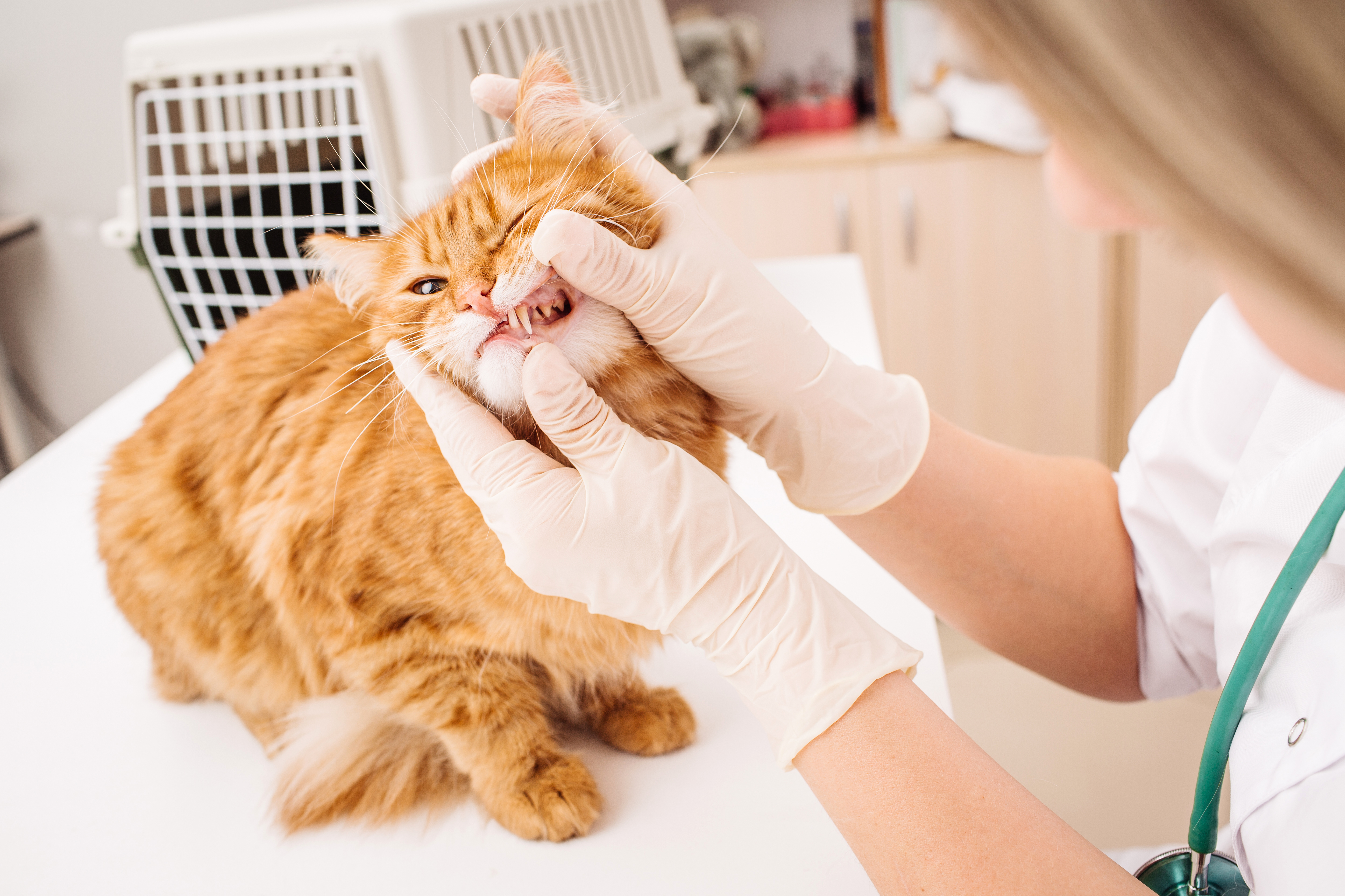 Veterinär undersökt katts tänder